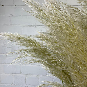 Pampas Grass - Cortaderia Alba -10 stems