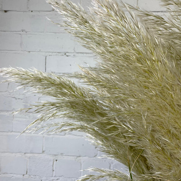 Pampas Grass - Cortaderia Alba -10 stems
