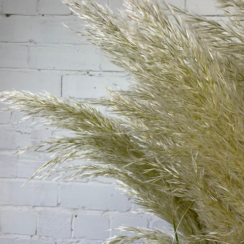 Pampas Grass - Cortaderia Alba -10 stems