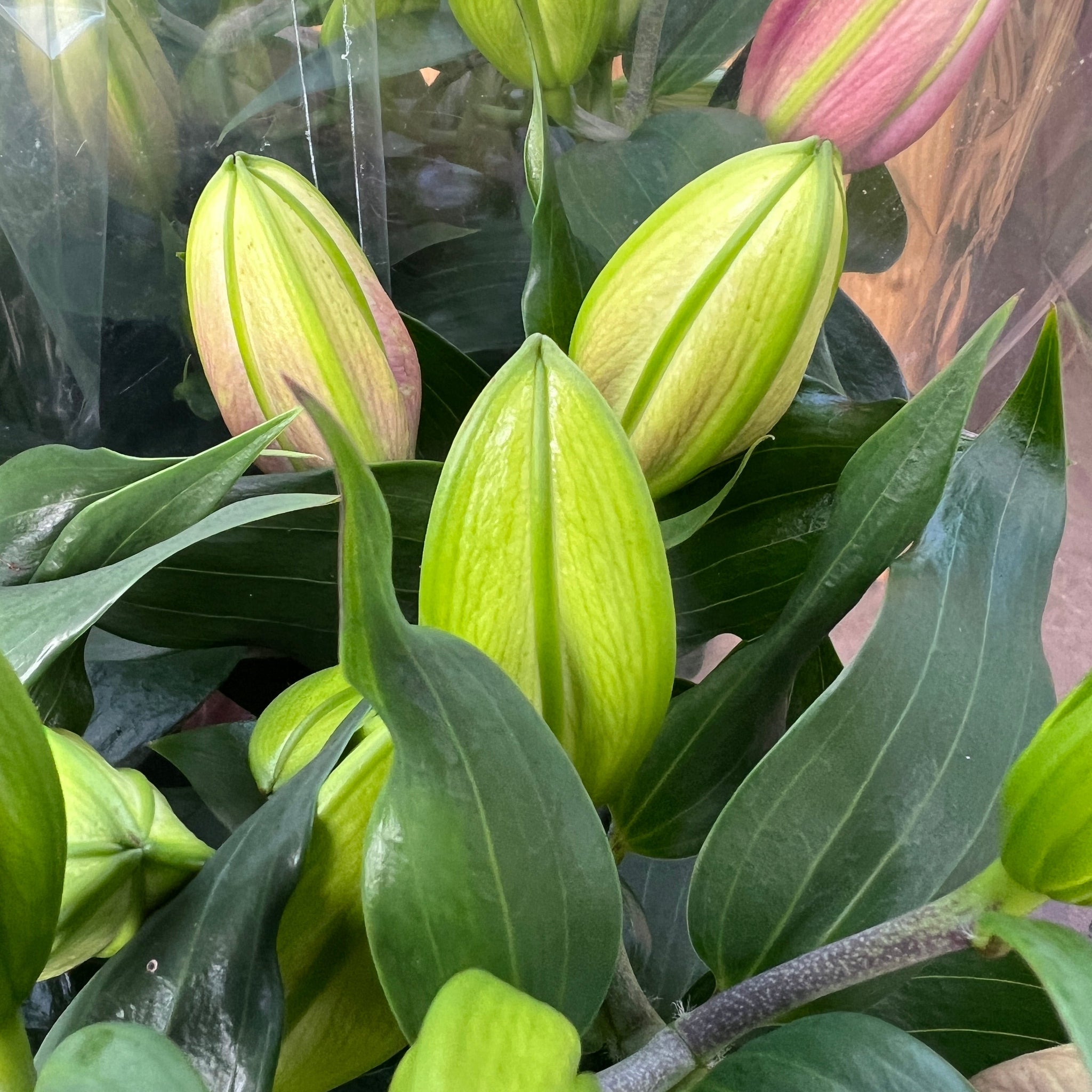 PLANT-Stargazer Lilies