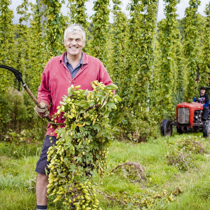 A smiling farmer in a red shirt stands in a hop field holding a large bundle of hops, with a red tractor and another worker in the background among rows of hop vines.