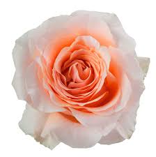 IMPORT ROSE - FELICITY PEACH 50CM - (10 stems)