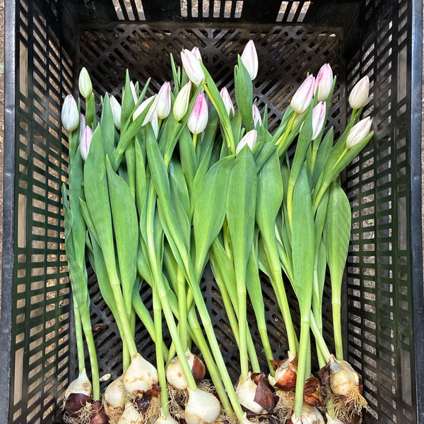 Bunch of tulip bulbs with green leaves in a black plastic crate.