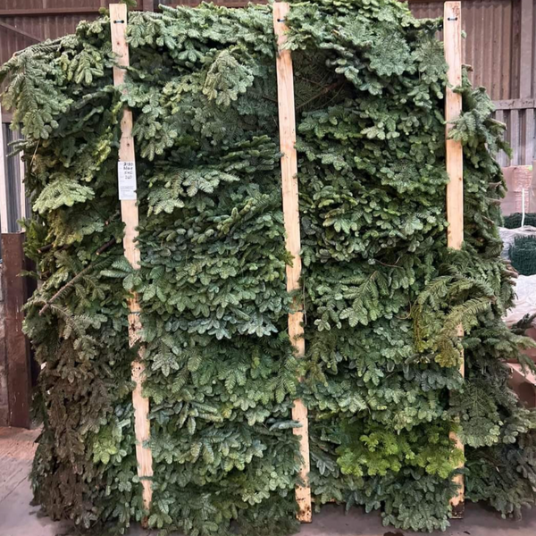Noble Pine Bundle - c5kg SCOTTISH