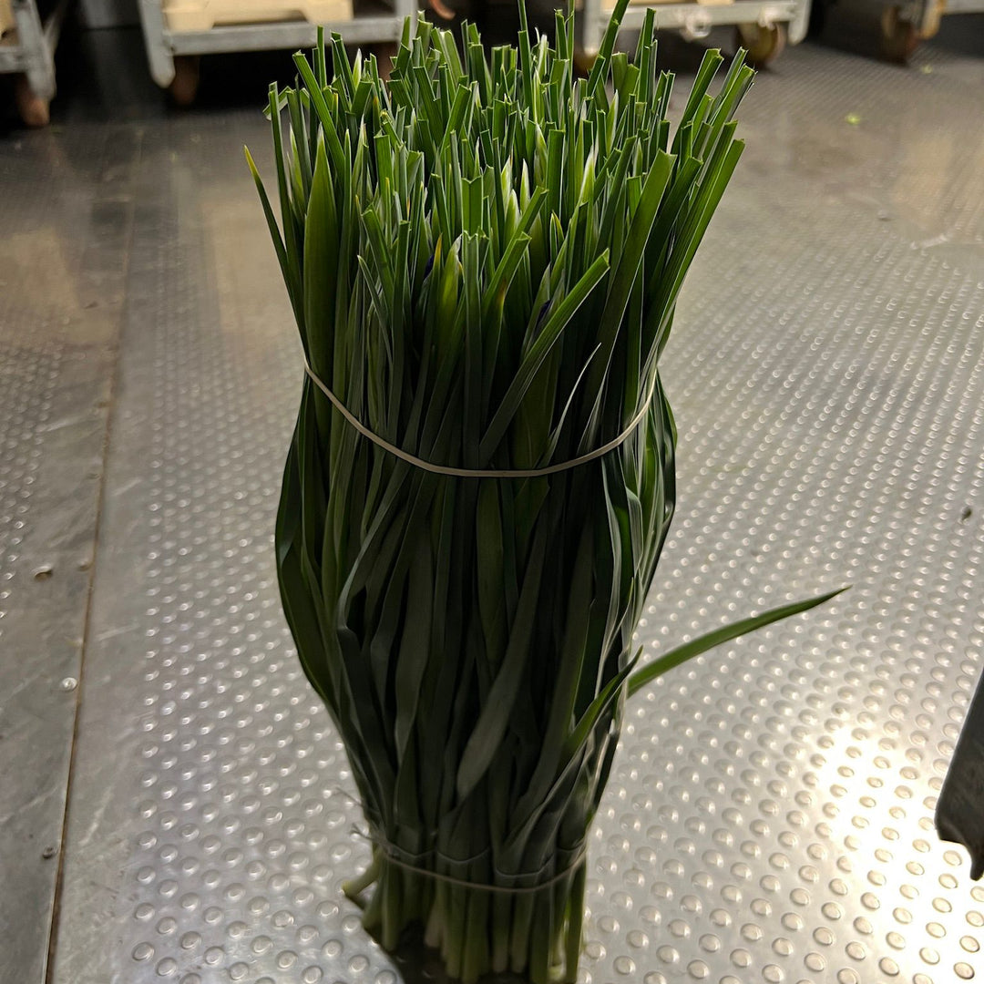 A single tied bunch of fresh green Iris Blue Magic stems grown in Lincolnshire, sitting upright on a metal surface prior to blooming.