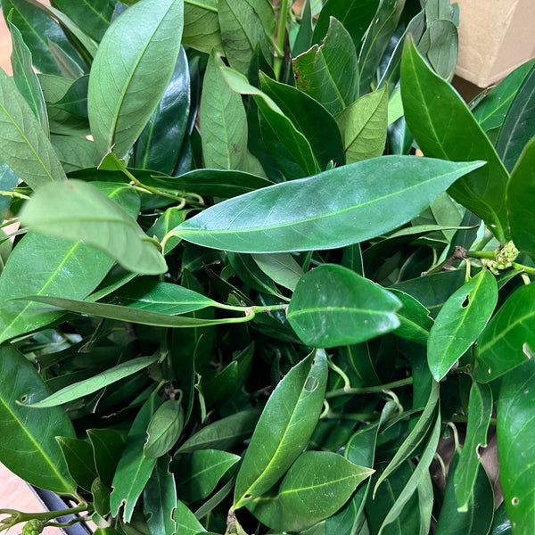 FOLIAGE - Prunus Otto Luyken