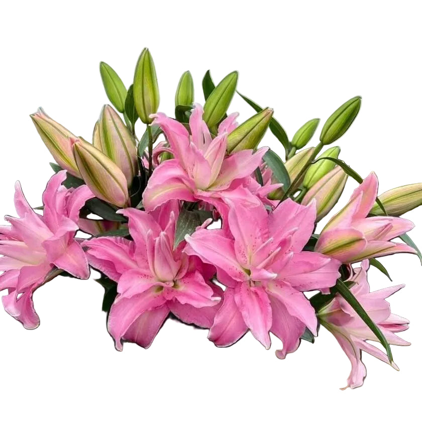 Lily **POLLEN FREE** Pink Rose Lilies -GISELLA x 3 stems **SPECIAL OFFER**