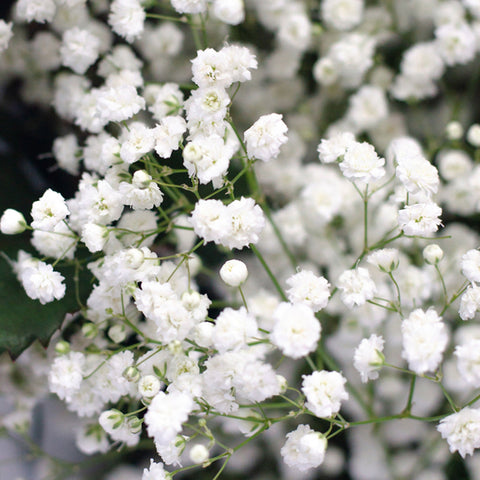 IMPORT - Gypsophila White Excellence 30gm x 25 stems 70cm