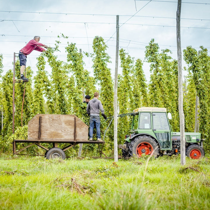 A wide photograph of the hop gardens at Castle Farm, Kent, with tall rows of hop plants grown on wire supports. Workers are on an elevated platform attached to a green tractor and trailer, cutting and collecting long, fresh green hop bines. The sky is overcast.

Image 2 (Wedding):