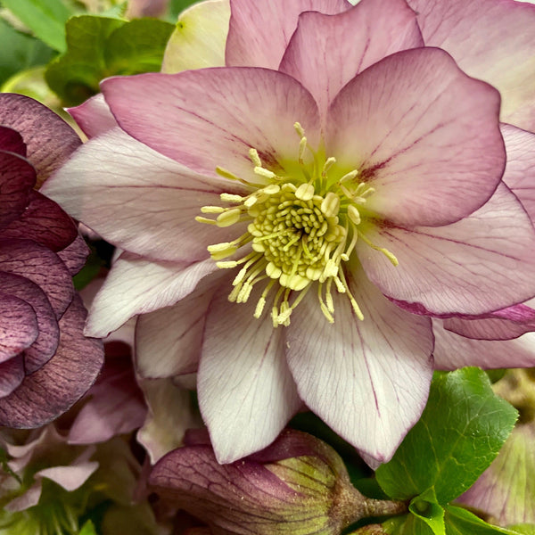 pink plum hellebore sustainable