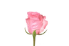 IMPORT ROSE - High & Bonita x 10 stems