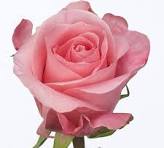 IMPORT ROSE - High & Bonita x 10 stems