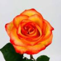 IMPORT ROSE - High & Magic - 50cm x 10 stems