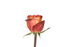 IMPORT ROSE - High & Magic - 50cm x 10 stems