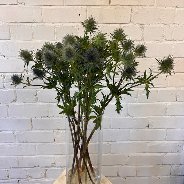 IMPORT(KE) Eryngium Gemini Questar (silver/green) x 5 stems