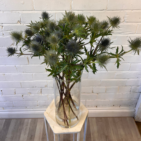 IMPORT(KE) Eryngium Gemini Questar (silver/green) x 5 stems