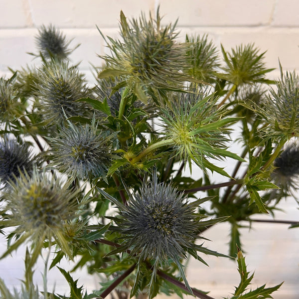 IMPORT(KE) Eryngium Gemini Questar (silver/green) x 5 stems