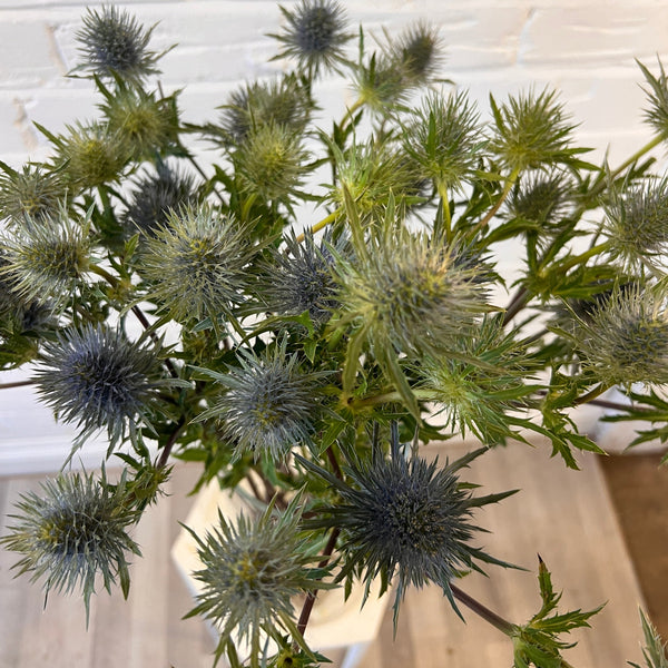 IMPORT(KE) Eryngium Gemini Questar (silver/green) x 5 stems