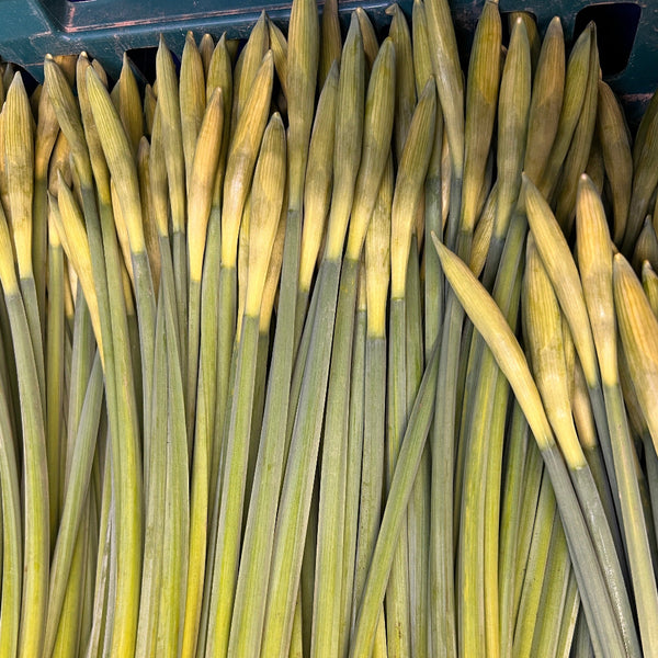 Tamara yellow daffodils, UK grown in Cornwall, bulk box of 50 bunches, sustainable early-season daffodil bundles