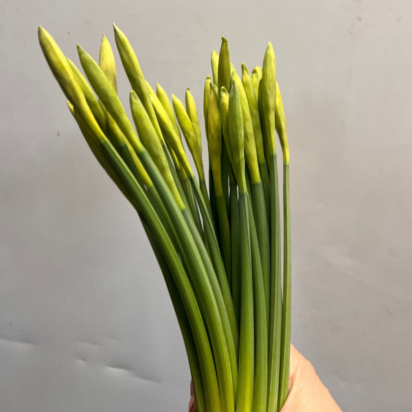 uk grown daffodil wholesale