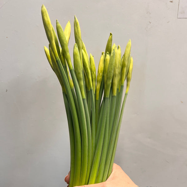 cornish flowers sale