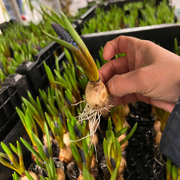 Muscari Blue - ON THE BULB - 20 Bulbs
