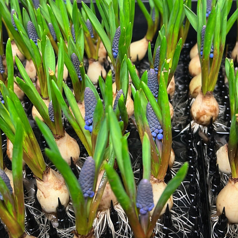 MEGA DEAL Muscari - ON THE BULB -  100 Bulbs