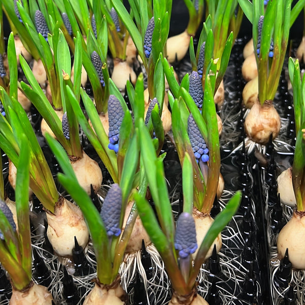 Muscari Blue - ON THE BULB - 20 Bulbs