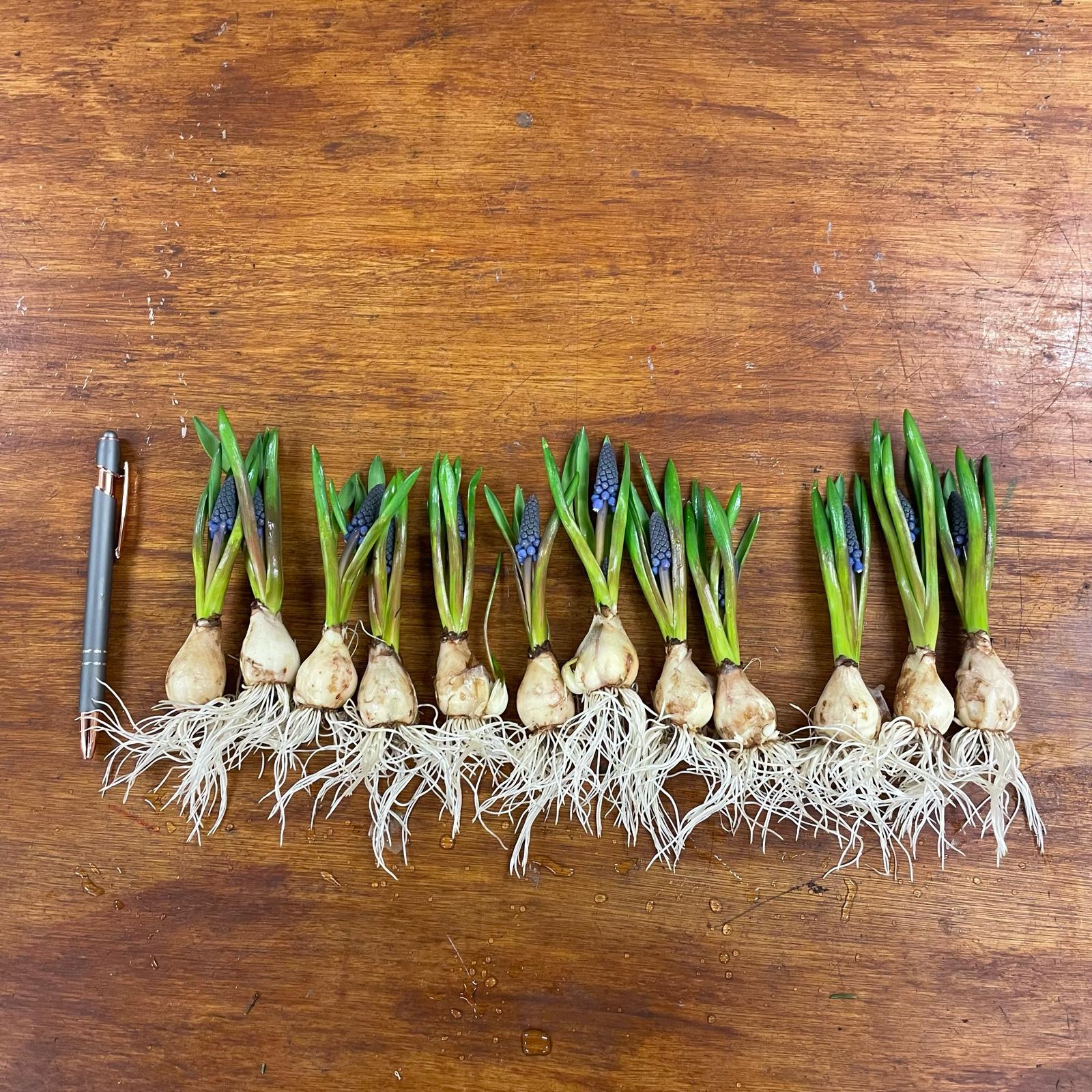 Muscari Blue - ON THE BULB - 20 Bulbs