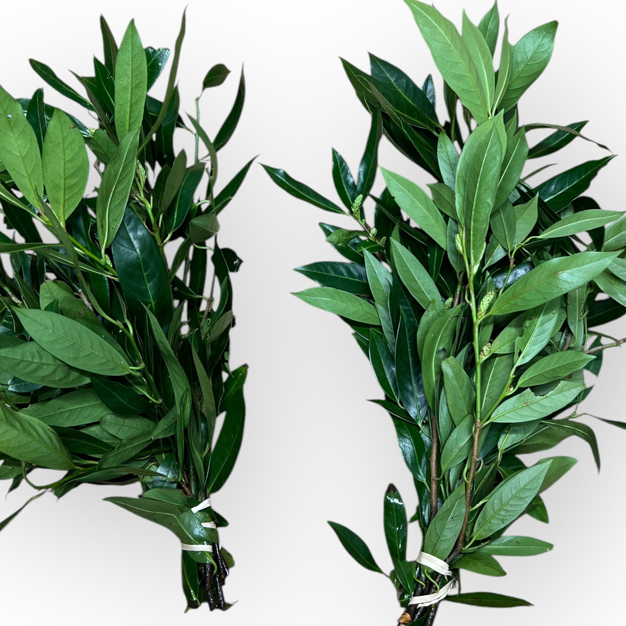 FOLIAGE - Prunus Otto Luyken