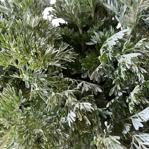 Artemisia Foliage - 10 stems