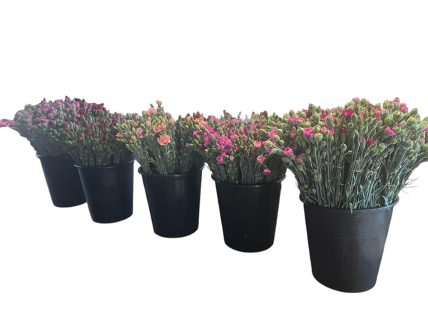 Scented Pinks - Bundle of c100 stems