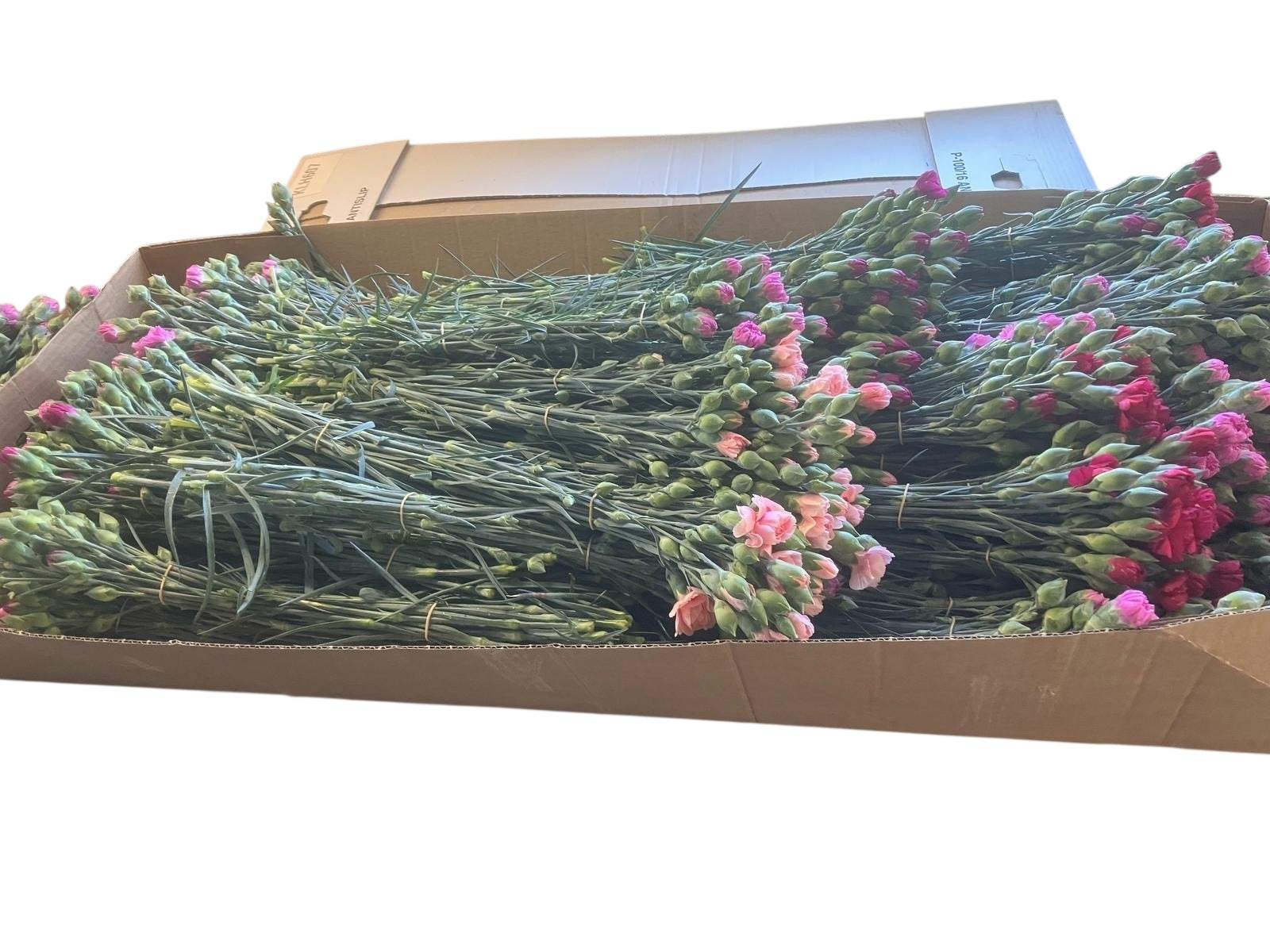 Scented Pinks - Bundle of c100 stems