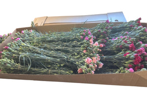 Scented Pinks - Bundle of c100 stems