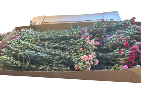 Scented Pinks - Bundle of c100 stems