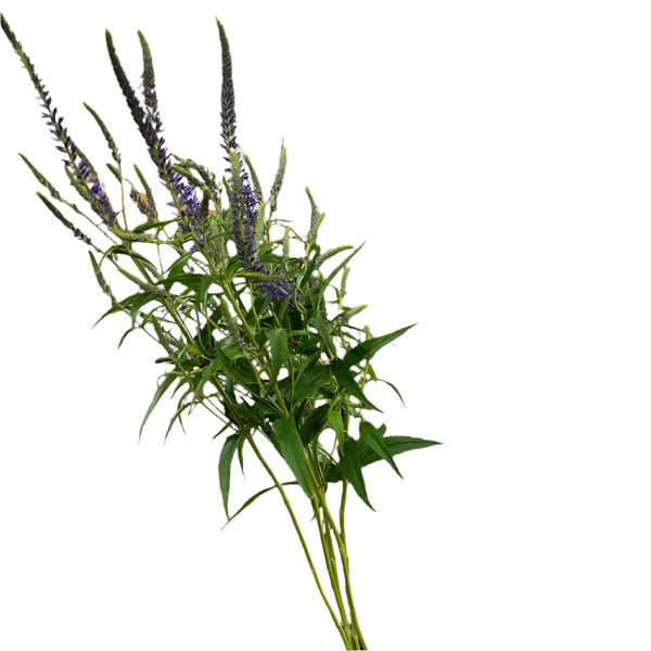blue lincholnshire grown veronica online now
