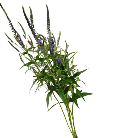 blue lincholnshire grown veronica online now