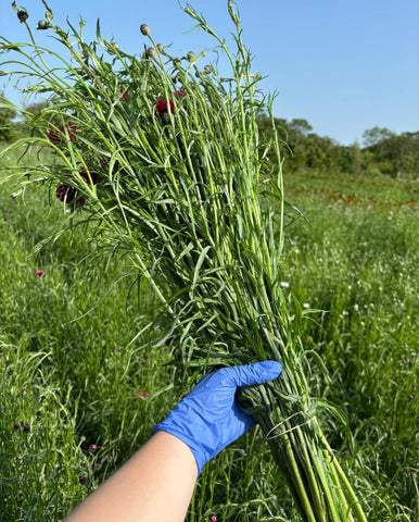 Cornflower-White-Bunch