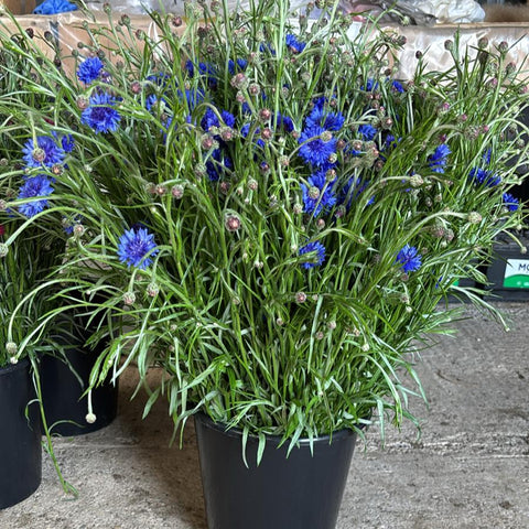 Cornflower-Blue-Bundle of 5 bunches