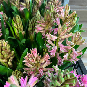 Hyacinth - ON THE BULB - Pink TRAY