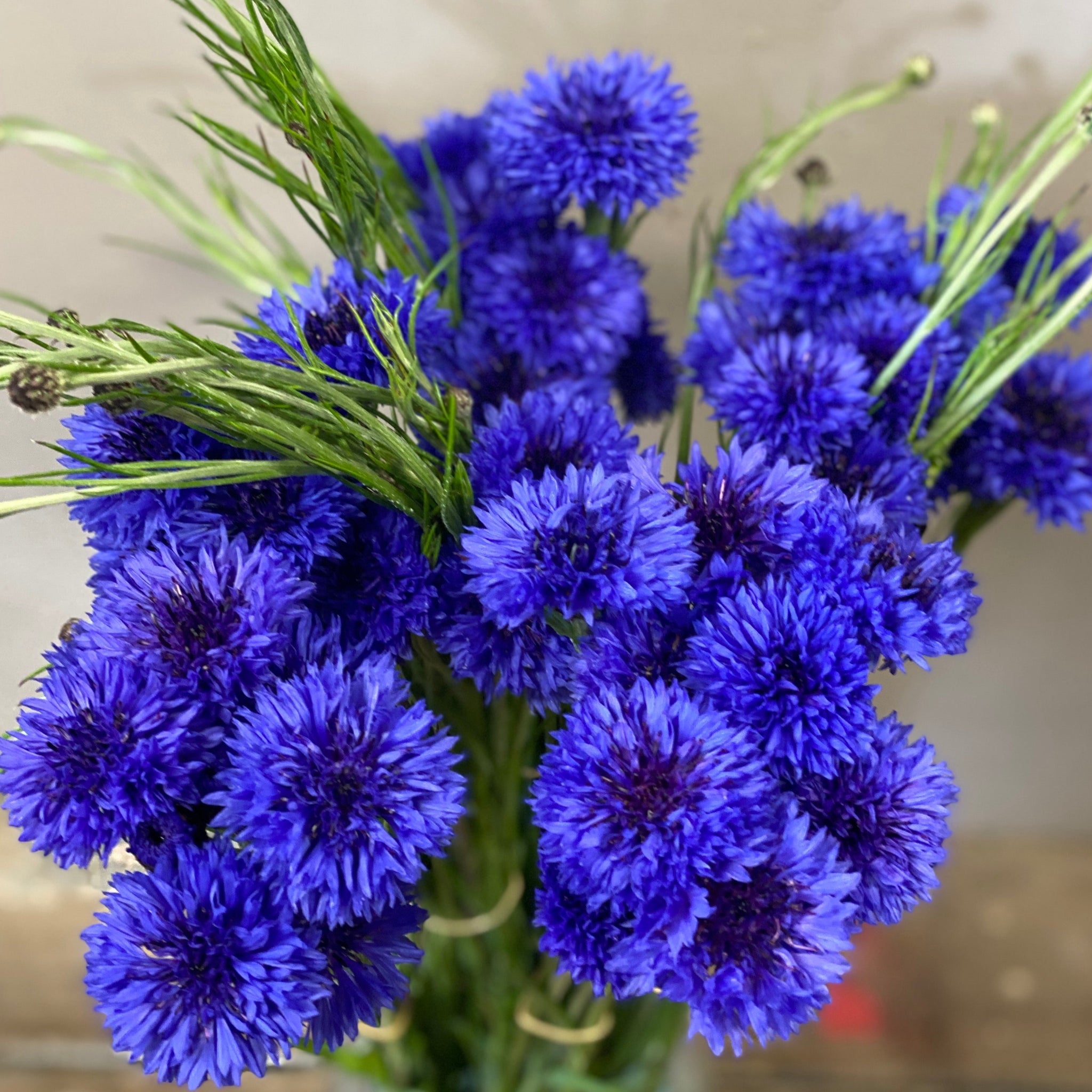 British Cornflower - Bundle of 5 bunches (£1.75/bunch)