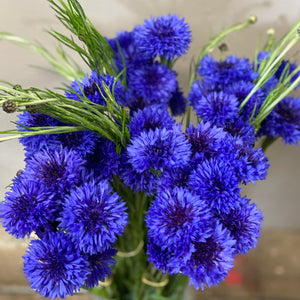 British Cornflower - Bundle of 5 bunches (£1.75/bunch)