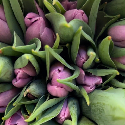 Tulip - ON THE BULB - Candy Bundle of 20 Bulbs