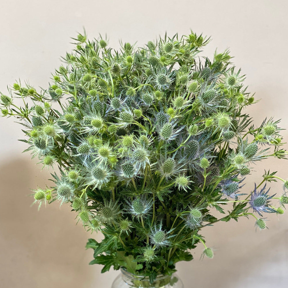 wholesale bulk eryngium online
