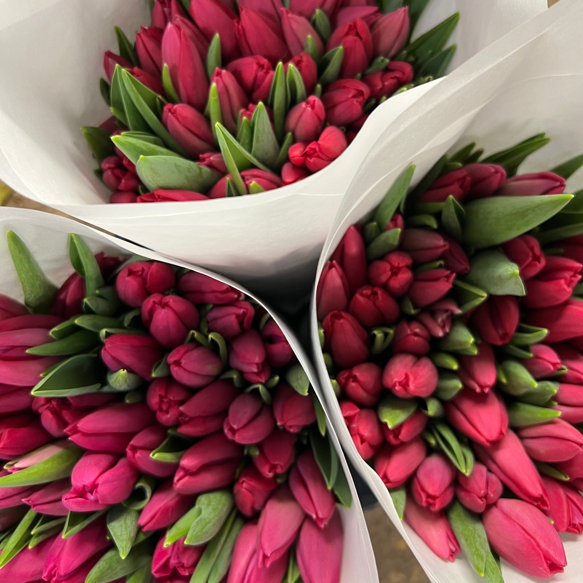 Tulip - ON THE BULB- Pink Ardour - Bundle of 20