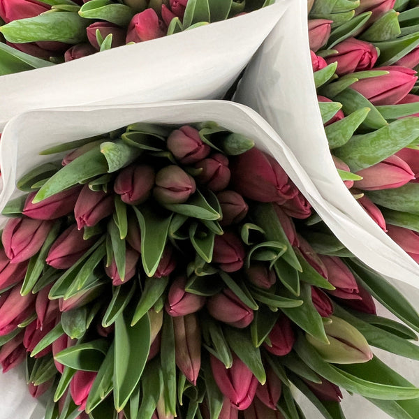 Tulip - Tineke Van de Meer Pink - Bundle of 50