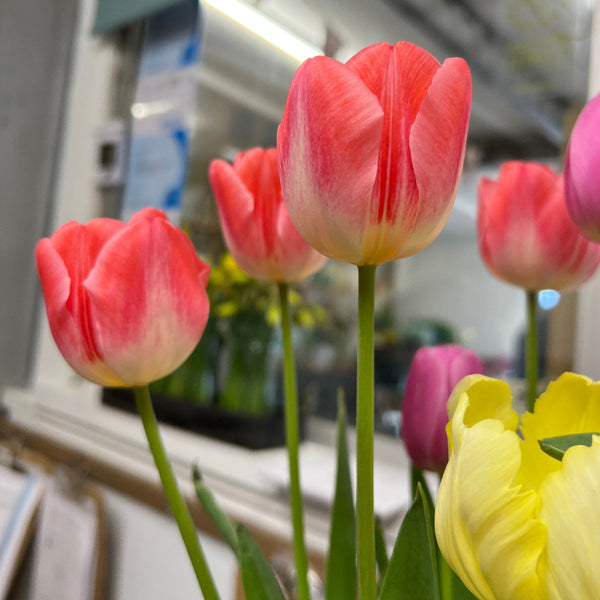 red white pink tulips bi colour online