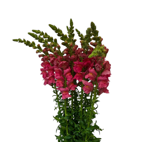 Antirrhinum - Dark Pink  - 10 stems