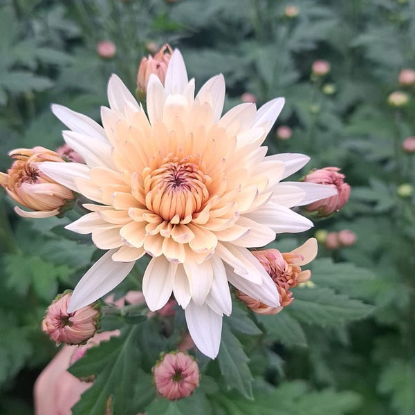 Sustainable British-grown Chrysanthemum Yeti Pale Salmon with soft peach and pink tones, cultivated in Norfolk with strong, long stems.