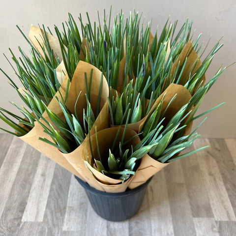 yellow iris bundle offer online